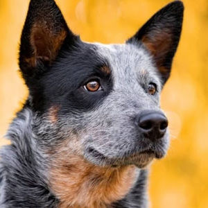 Meet your Posher, Leela